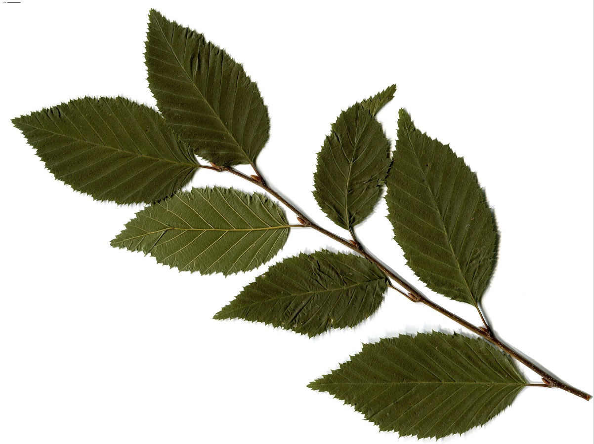 Carpinus betulus (Betulaceae)
